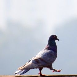 Filet anti-pigeons