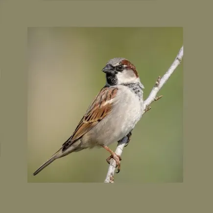 Filet anti-moineaux : protection des cultures et jardins