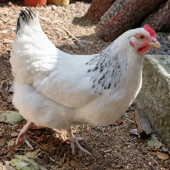 Filet pour poulailler prêt à poser - Filet pour enclos à poule | Société Rétaise de Filets