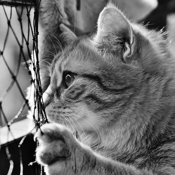 Filet balcon chat, filet de protection chat, fil 1.20mm maille 50mm