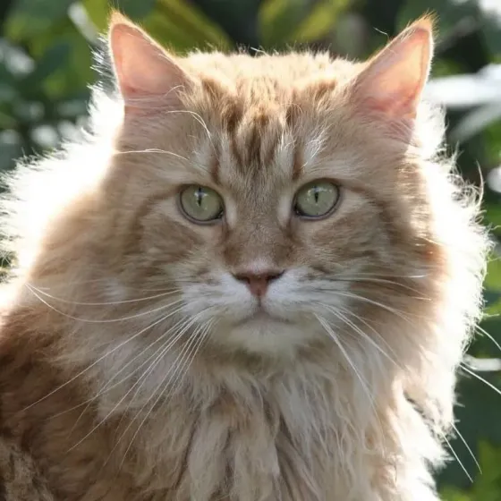 Filet balcon chat, filet de protection chat, fil 1mm maille 50mm